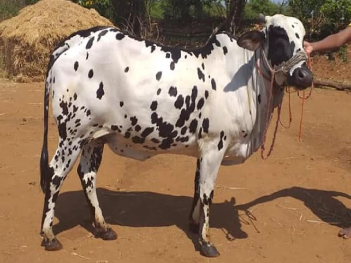 800 लीटर दूध देने वाली गाय, सिर्फ 1 को पाल लिया तो बन जाएंगे करोड़पति, दुहते-दुहते थक जाता है ग्वाला!