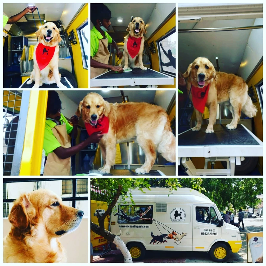 Mobile Pet grooming make life easy for Bangalore’s pets and their parents