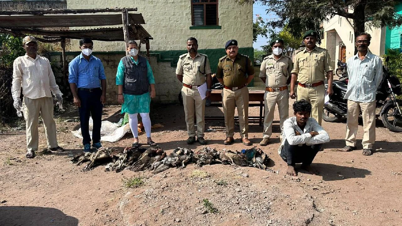 ರಾಷ್ಟ್ರಪಕ್ಷಿ ನವಿಲುಗಳನ್ನು ಕೊಂದು ಮಾರಾಟ ಮಾಡ್ತಿದ್ದ ಆರೋಪಿ ಅರೆಸ್ಟ್​, ಹೇಗಿತ್ತು ಪೊಲೀಸರ ಕಾರ್ಯಾಚರಣೆ? ಇಲ್ಲಿದೆ ಓದಿ