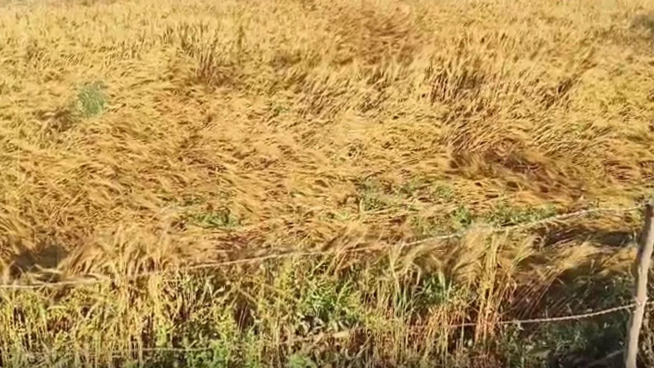 अप्रैल में जनवरी जैसा अहसास उत्तर भारत में बारिश और ओलावृष्टि से फसलों को भारी नुकसान