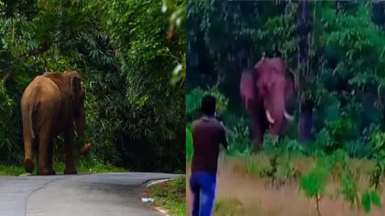 Selfie with Elephant: అడవి ఏనుగుతో సెల్ఫీ దిగేందుకు యత్నం.. ఆగ్రహించిన గజరాజు కసపిస తొక్కి చంపేసింది!