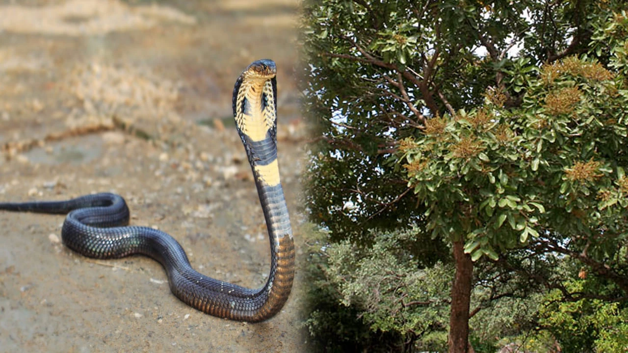 🙆 Feel Good Status - ShareChat