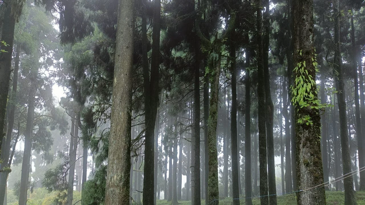 উত্তরবঙ্গের অফবিট পর্যটন: মেঘ-পাহাড়ের সখ্যতায় অনন্য দাওয়াইপানি ও লামাহাটা