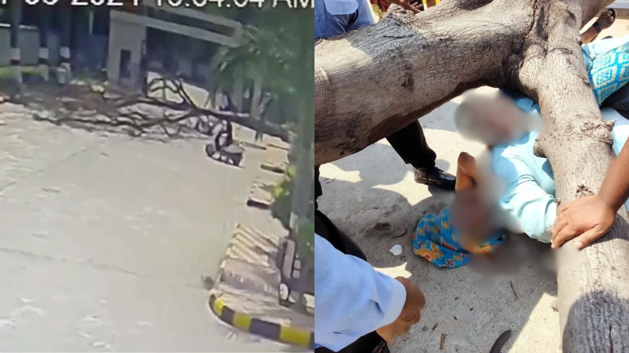 Tragic Video: Massive Tree Falls On Scooter-Borne Couple While Entering Hospital In Secunderabad; Husband Dies On Spot