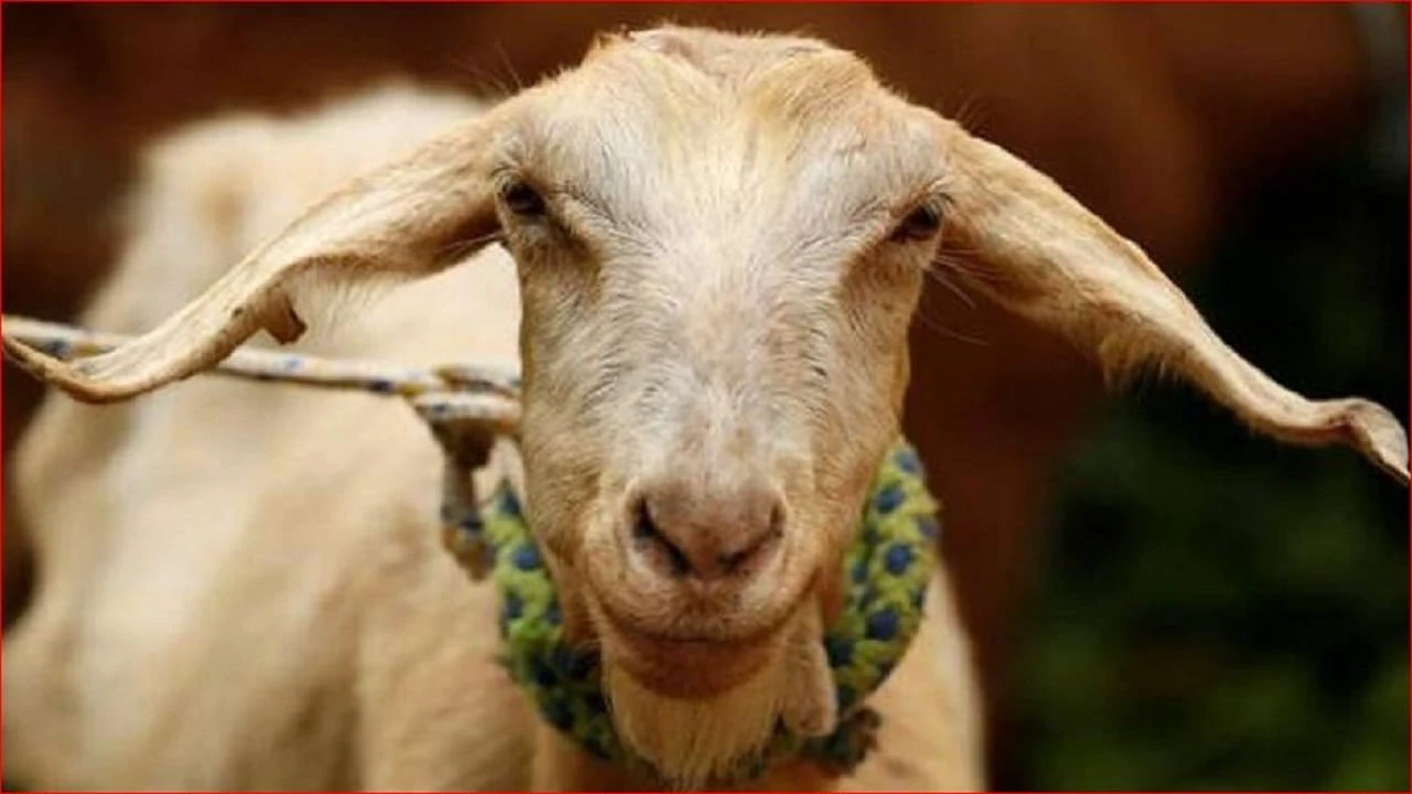 কম্বলে লেগে ছিল ছাগলের লোম! আর এভাবেই ধরা পড়ল মাসুম শিশুর খুনি, চাঞ্চল্যকর ঘটনা প্রকাশ্যে! – এবেলা