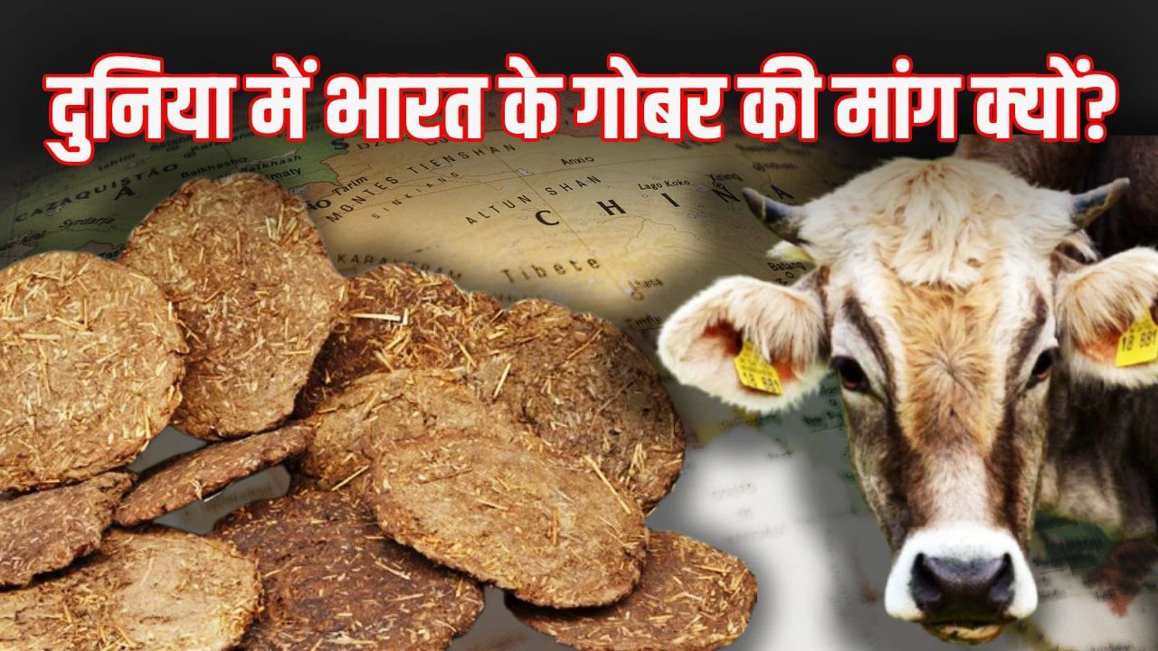 चीन से’ सऊदी तक, ये देश भारत से गोबर क्यों खरीद रहे हैं, जानिए 5 बड़ी वजह चीन से’ सऊदी तक, ये देश भारत से गोबर क्यों खरीद रहे हैं, जानिए 5 बड़ी वजह
