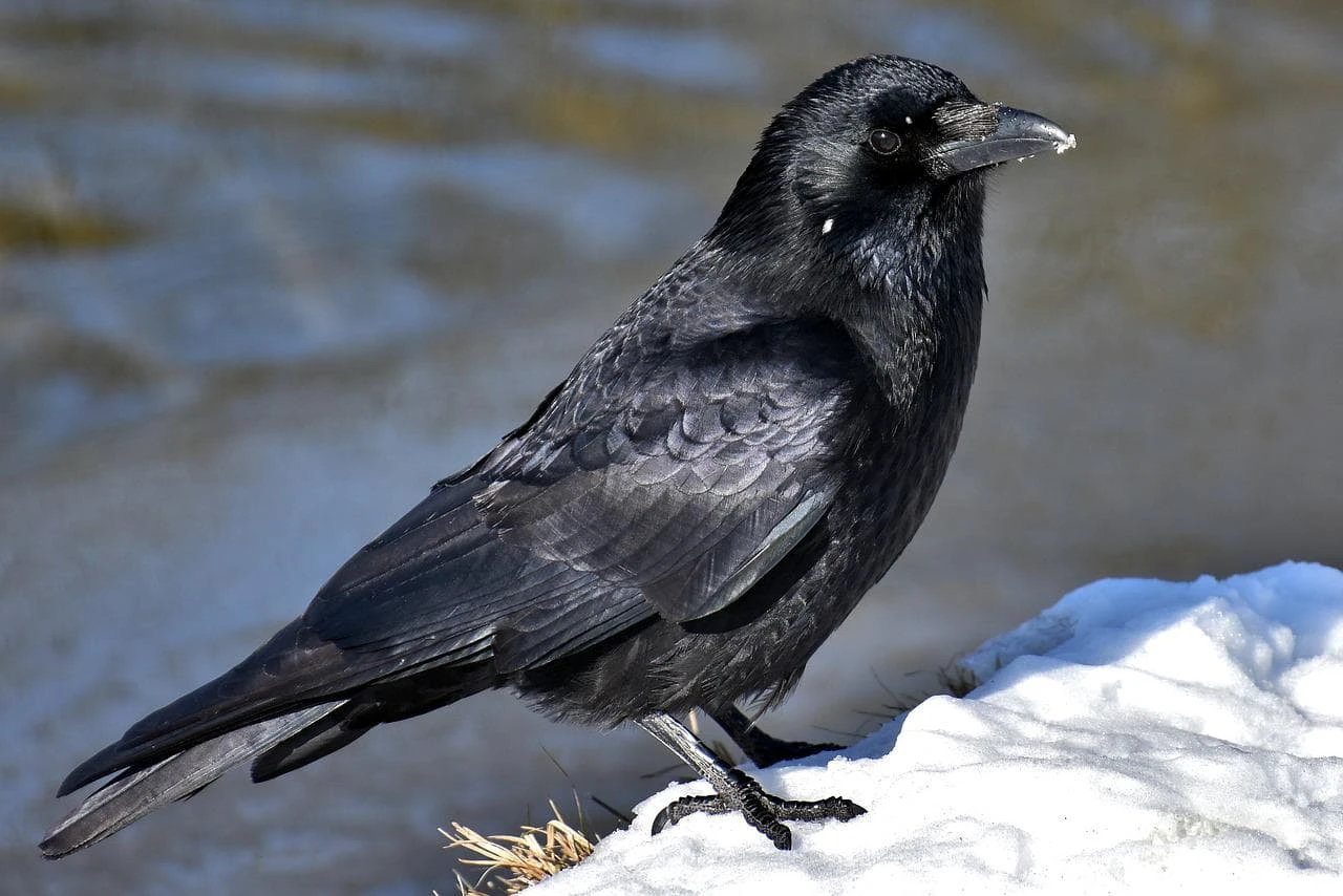 Crow in Your Balcony an Unlucky Sign for Your Family? Here's What We Know