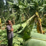 ശക്തമായ കാറ്റില്‍ ജില്ലയില്‍ വ്യാപക കൃഷിനാശം