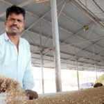 मध्य प्रदेशात उद्ध्वस्त हंगामामुळे `कल्याण वर्षातच` शेतकरी संकटात