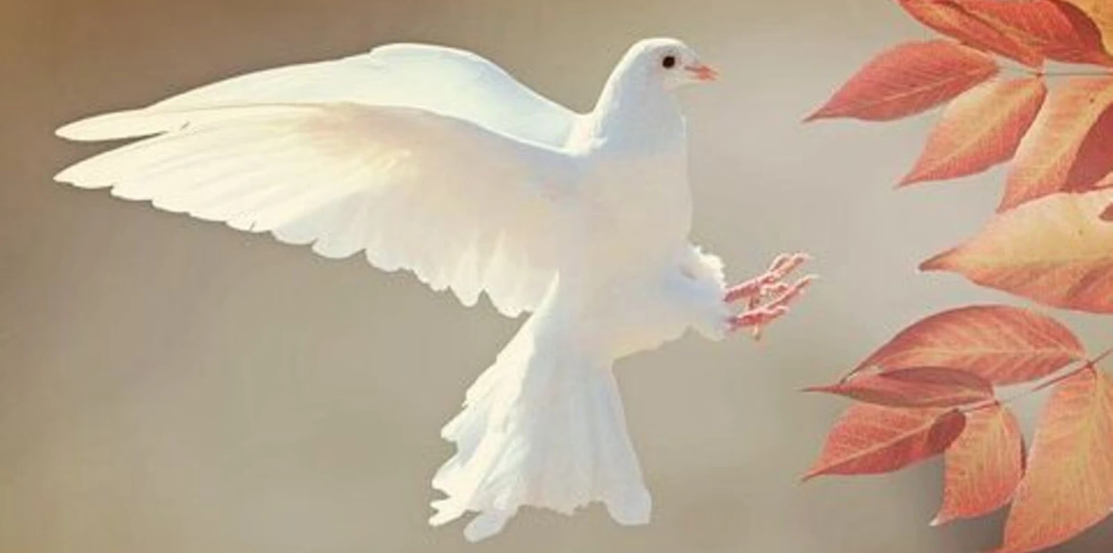 आपके घर इन 3 पक्षियों का आना है बेहद शुभ! जानिए वास्तुशास्त्र के संकेत