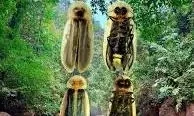 New Fireflies Species Discovered In Meghalaya's Mawlynnong