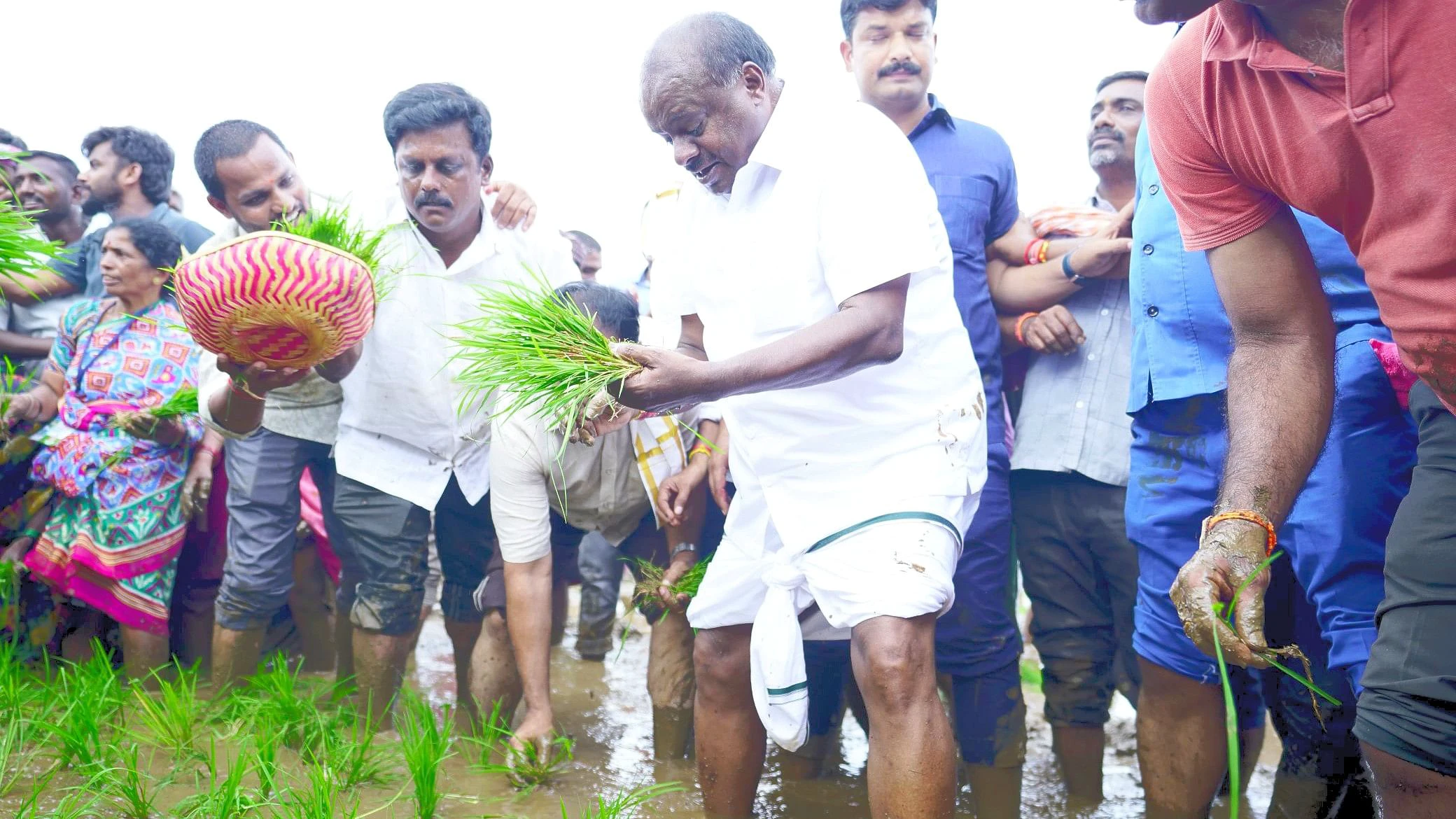 ಪಾಂಡವಪುರದ ಸೀತಾಪುರ ಗದ್ದೆಯಲ್ಲಿ ಭತ್ತ ನಾಟಿ ಮಾಡಿದ ಎಚ್‌ಡಿಕೆ