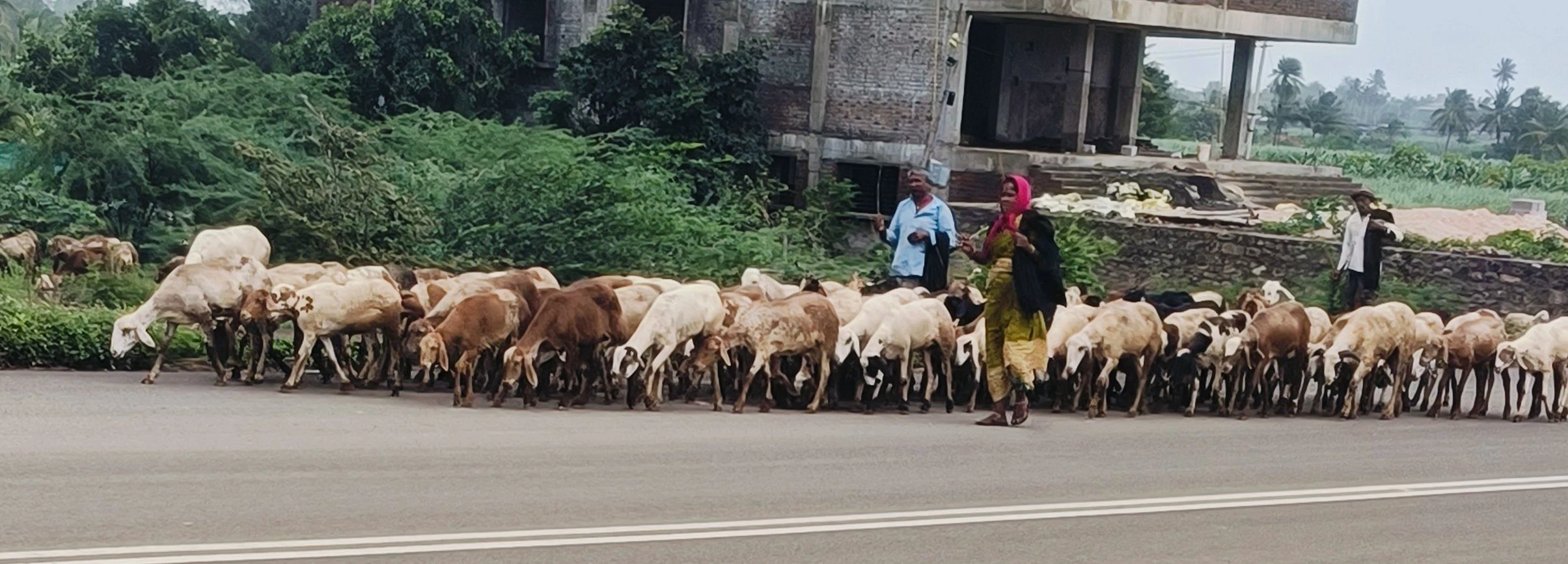 ರಾಯಬಾಗ: ಸಂಚಾರಿ ಕುರಿಗಾಹಿಗಳಿಗೆ ಬೇಕು ಸೌಕರ್ಯ