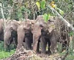 ଆନ୍ଧ୍ର ସୀମାନ୍ତରେ 4 ଟିକିଆ ଜଙ୍ଗଲୀ ହାତୀପଲ: ଭୟରେ ଆତଙ୍କିତ ଅଞ୍ଚଳବାସୀ