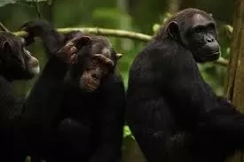 Scientists Stunned As Chimpanzees Turn On Friends In Killing Spree