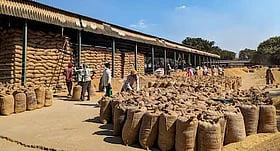 மத்திய கிழக்கு போர் பதற்றம்: பாசுமதி அரிசி ஏற்றுமதி முடக்கம்! 'போர்ஸ் மெஜூர்' என்றால் என்ன? இந்திய விவசாயிகளுக்கு ஆபத்தா?