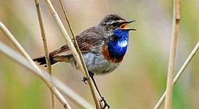 14 Migratory Birds That Brighten India Every Year