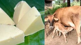 ஆரோக்கியத்தை அள்ளித்தரும் சீம்பால்!
