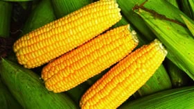 இந்த சிற்றுண்டியில் இவ்வளவு நன்மைகளா?
