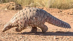 இந்திய பாங்கோலின் (Indian pangolin) பற்றிய அறிய தகவல்கள்..!