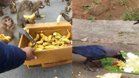 விலங்குகளுக்கும், பறவைகளுக்கும் போஜனம் அளிப்பதால் கிடைக்கும் பலன்கள்!