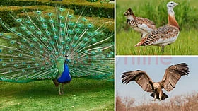 இந்தியாவில் மட்டும் காணப்படும் 6 அரிய வகைப் பறவைகள் எவை தெரியுமா?