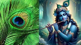 மயிலிறகை வீட்டில் வைத்திருப்பதால் கிடைக்கும் நன்மைகள்!