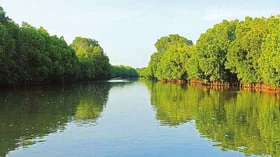 புயல் காற்றையே தடுத்து நிறுத்தும் ஆற்றல் கொண்ட அலையாத்திக் காடுகள்!