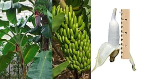 3 செ.மீ. 'முதலை விரல் வாழைப்பழம்'! சாப்பிட்டதுண்டா?