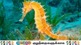 கடல் குதிரை பற்றி வியப்பான தகவல்கள்!