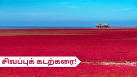 நீல கடற்கரை தெரியும்; சீனாவின் சிவப்புக் கடற்கரை தெரியுமா?