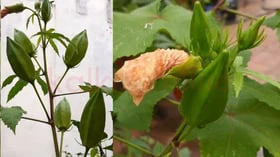 வெண்டை தெரியும்; அது என்ன கஸ்தூரி வெண்டை?
