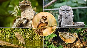 உருமாறவும் ஓடி ஒழியவும் தனித்துவமான திறமை கொண்ட 5 பறவைகள்!