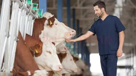 மாடுகளின் ஆரோக்கியம் பேணுவதில் கால்நடை மருத்துவர்களின் மாண்பு!