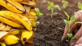 செடிகளின் வளர்ச்சிக்கு உதவும் வாழைப்பழத் தோல் உரம்!