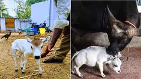 உலகின் மிக சிறிய பசுவை பற்றி உங்களுக்கு தெரியுமா?