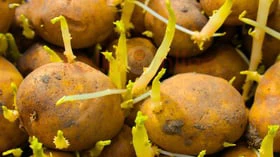 முளைத்த உருளைக்கிழங்கு இவ்வளவு ஆபத்தானதா? அச்சச்சோ!