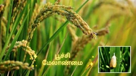 பூச்சி மேலாண்மைக்கு உதவும் முத்தான மூன்று கரைசல்கள்!