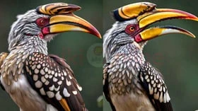 இணைந்தே வாழும் அரிதான இருவாட்சிப் பறவைகள்!