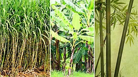 மரமா, புல் வகையா, தாவரமா?