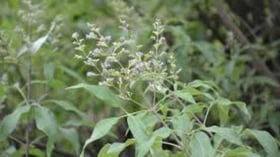 நுரையீரலுக்கு நன்மை செய்யும் நொச்சி இலை பற்றி தெரியுமா?