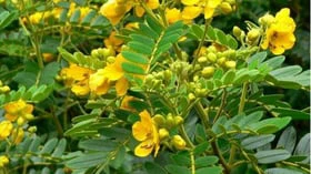 ஆவாரம் பூவை 'ஏழைகளின் தங்கம்' என்று ஏன் அழைக்கிறார்கள் தெரியுமா?