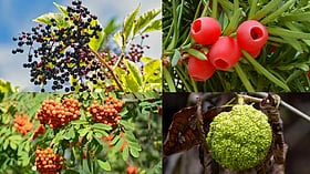 விலங்குகளுக்கு விருந்து; மனிதர்களுக்கு விஷமாகும் அதிசய தாவரங்கள்!