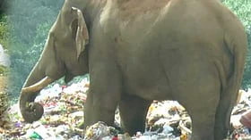 விலங்குகளின் உயிர் கொல்லியாகும் நெகிழியும், காரணமாகும் மனிதர்களும்!