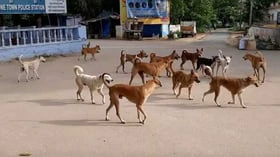 நாளுக்கு நாள் அதிகரிக்கும் தெருநாய்களின் அட்டகாசம் - சாலையில் நடக்க அஞ்சும் மக்கள்!