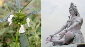 சிவபெருமானுக்கு உகந்த மலர் எது தெரியுமா?