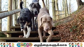 செல்லப்பிராணியின் பரி பாஷைகள்!