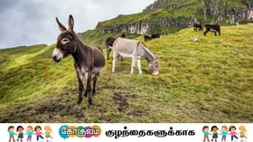 கழுதை தெரியும், கோவேறுக் கழுதை தெரியுமா செல்லம்ஸ்?