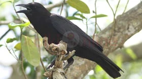 காக்கை கரைவதால் ஏற்படும் பலன்கள் தெரியுமா?