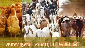 கால்நடை வளர்ப்புக்கு கடன்: எந்த வங்கியில் விண்ணப்பிக்க வேண்டும் தெரியுமா?